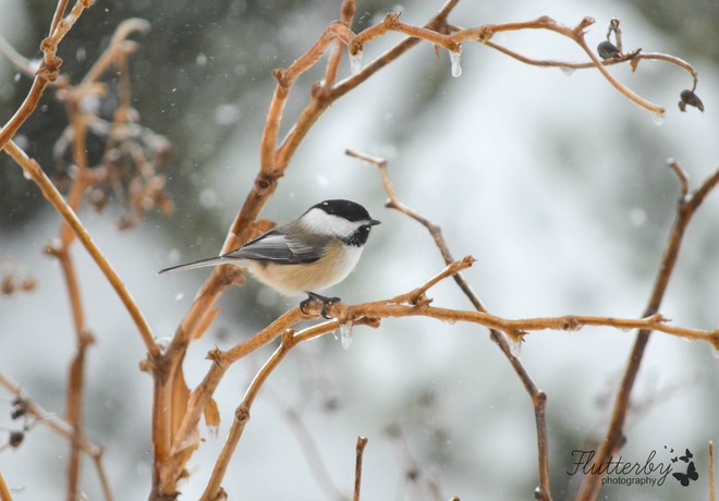 Chickadees come out in any weather! Barachois, New Brunswick Canada