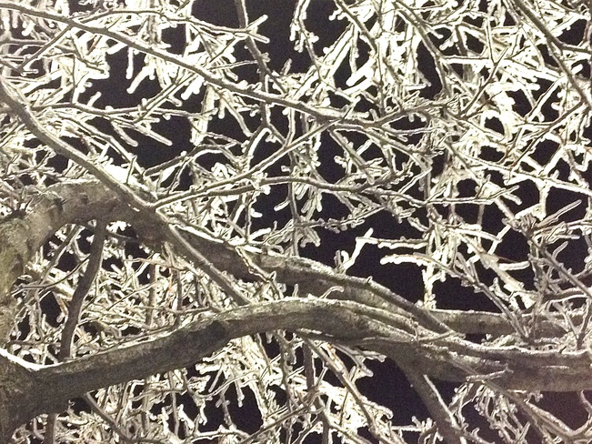 iced tree at night Harrowsmith, Ontario Canada