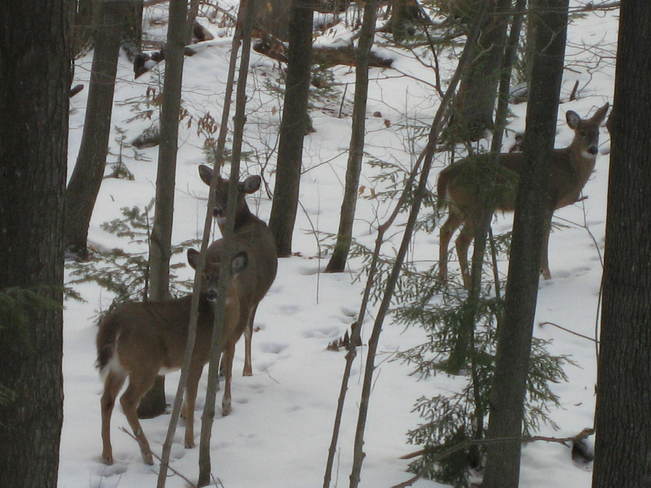 Deer and her Yearlings Rob Roy, Ontario Canada