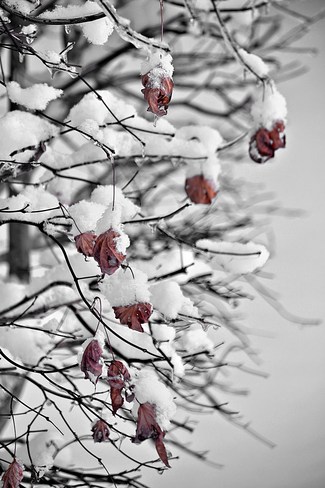 Last Leaves on a Snowy Japanese Maple Goderich, Ontario Canada