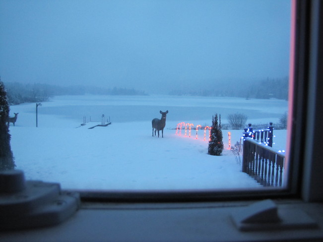 Merry Christmas Eve Deer Sherbrooke, Nova Scotia Canada
