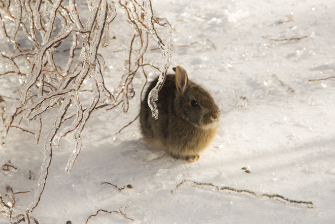bunny Bowmanville, Ontario Canada