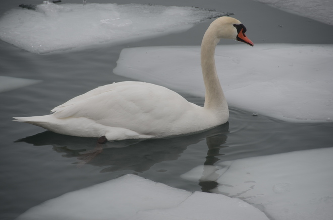 Swan Toronto, Ontario Canada