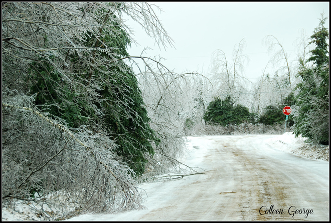Bowing to the Ice Storm Centreville, Nova Scotia Canada