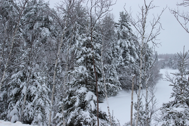 snow on the trees Richibucto, New Brunswick Canada