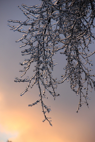 Frozen twigs in the sunset North York, Ontario Canada
