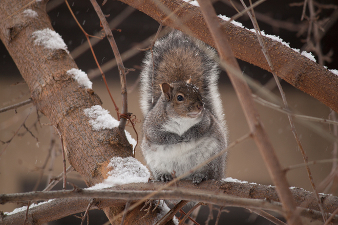 Chubby Squirrel Hamilton, Ontario Canada