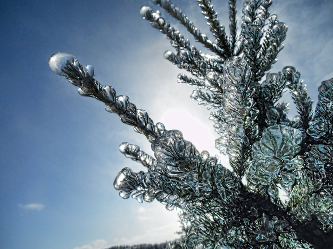 Pine Tree on Christmas Day Saint John, New Brunswick Canada