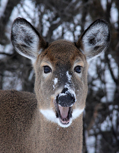 Laughing Deer Ingleside, Ontario Canada