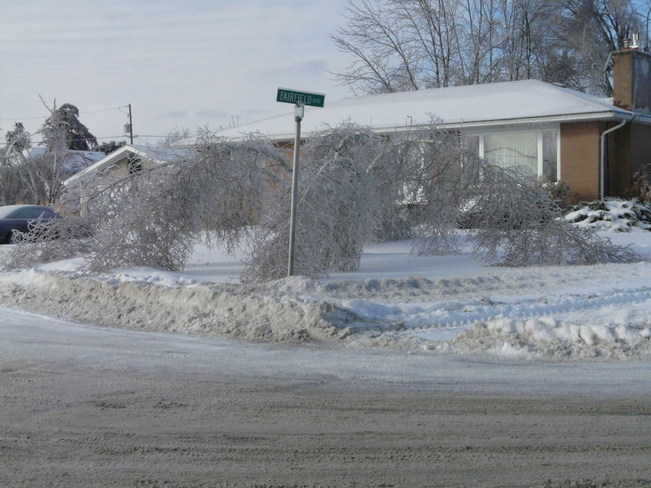 Birch tree deflated! Amherstview, Ontario Canada