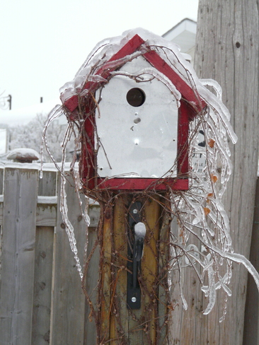 Birdhouse Ice Ivy Amherstview, Ontario Canada