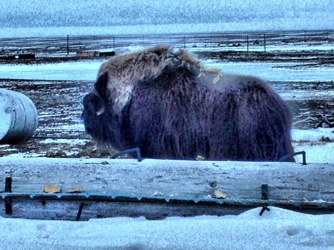 Alone, Musk Ox. Cambridge Bay, Nunavut Canada