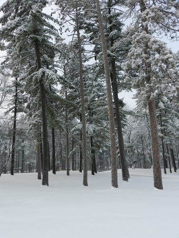A White Pine Forest Barrie, Ontario Canada