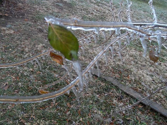 Ice Leaf 2 