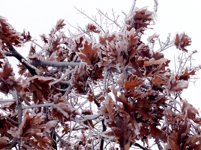 ice on the oak tree Elizabethtown-Kitley, Ontario Canada