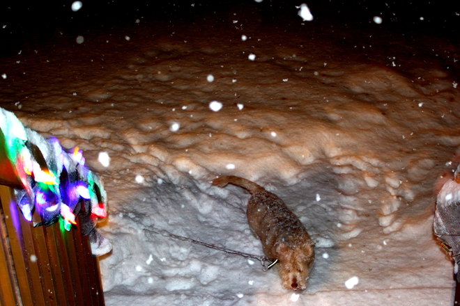 Buddy in the Snow Upper Tantallon, Nova Scotia Canada