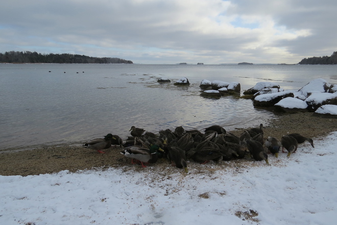 Gathering of the Ducks on Christmas Day Chester, Nova Scotia Canada
