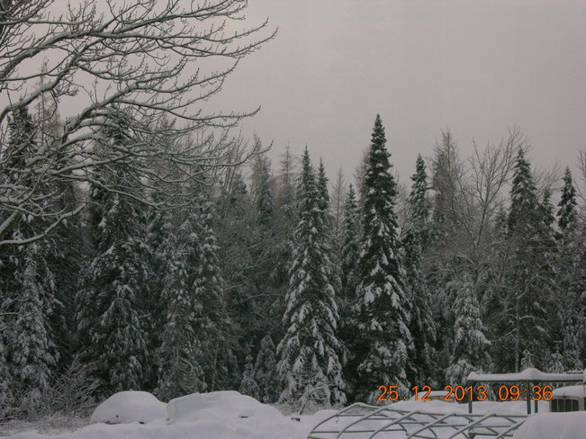 Christmas Day Snow covered Trees Salisbury, New Brunswick Canada