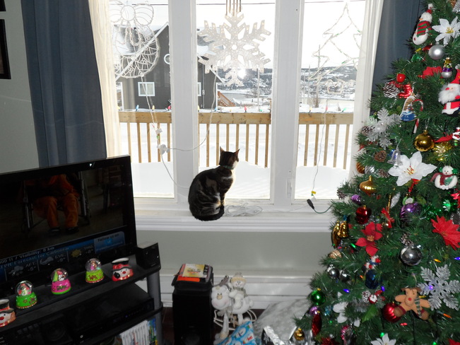 Kaci (the cat) looking out at all the snow Carbonear, Newfoundland and Labrador Canada