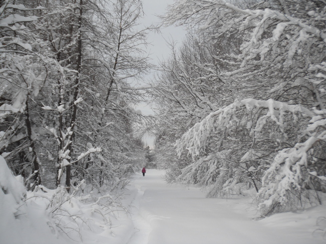 snowy beauty Miramichi, New Brunswick Canada