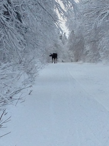 Moose on the Groomed Trails Moncton, New Brunswick Canada