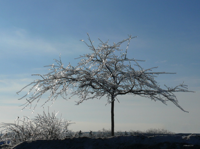 Lonely Tree _MR Richmond Hill, Ontario Canada
