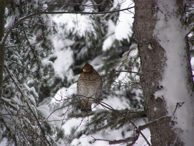 Partridge in a spruce tree Collette, New Brunswick Canada