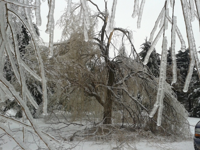 Ice Storm Tree Damage Gananoque, Ontario Canada
