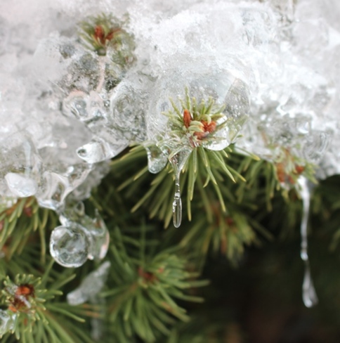 spruce and icicles 