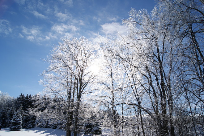 Sun Shining Through Icy Trees Barrie, Ontario Canada