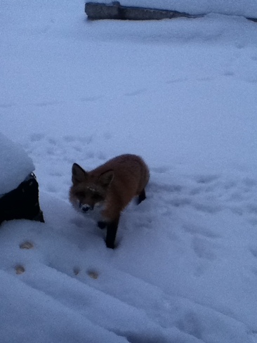 fox Chapleau, Ontario Canada