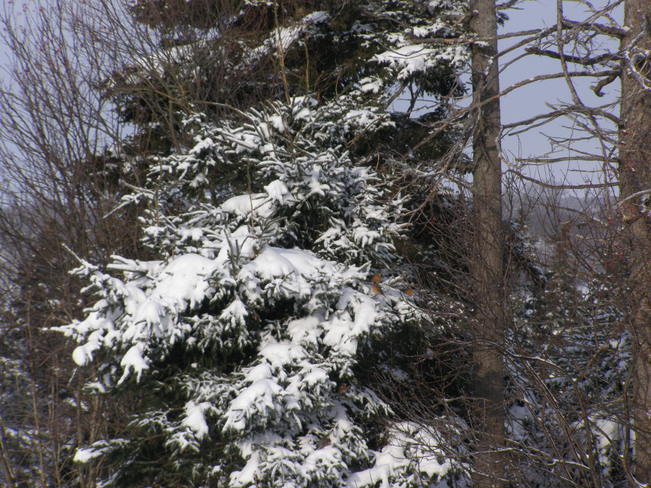 robins in winter? Charlottetown, Prince Edward Island Canada