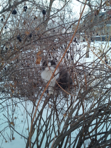 Cat in Currant Bush Shaunavon, Saskatchewan Canada