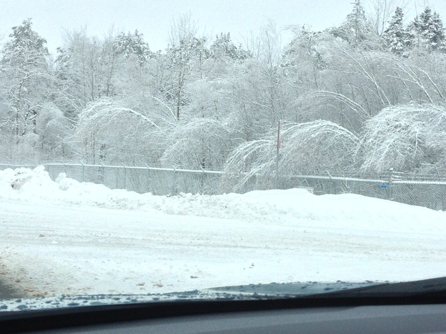 tree down everywhere with weight of ice Coldbrook, Nova Scotia Canada