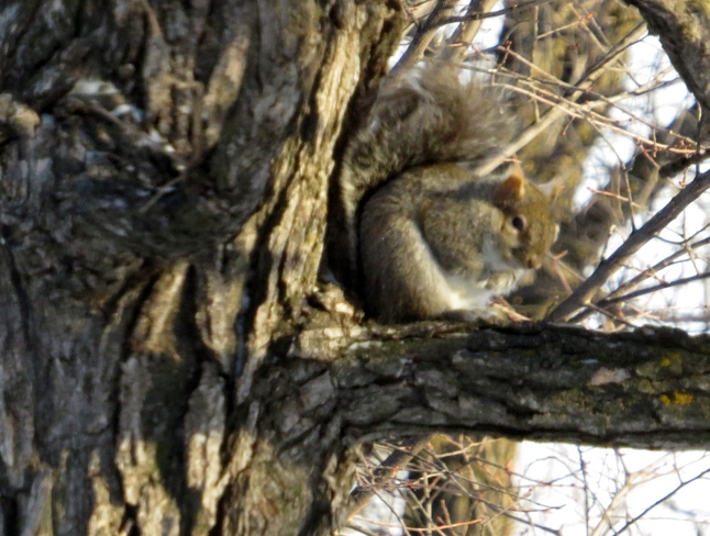 squirrel Winnipeg, Manitoba Canada