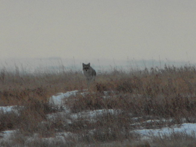 Nose hill.Appreciating wildlife.Giving them the respect they deserve Calgary, Alberta Canada