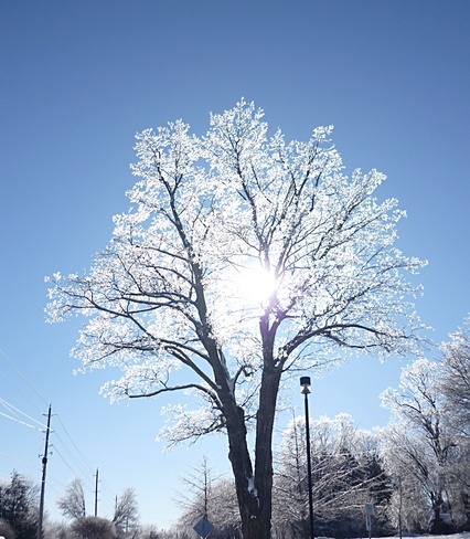 Glass Tree Orillia, Ontario Canada
