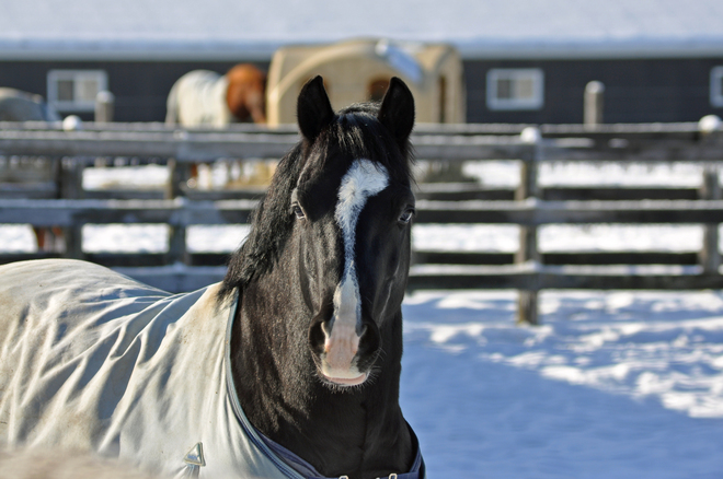 horses Glen Morris, Ontario Canada