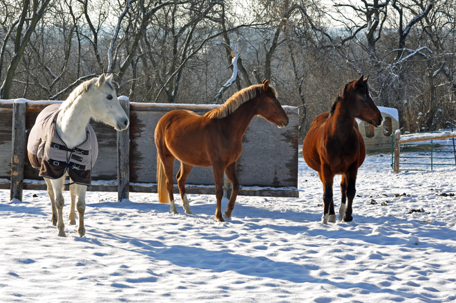 three horses Glen Morris, Ontario Canada