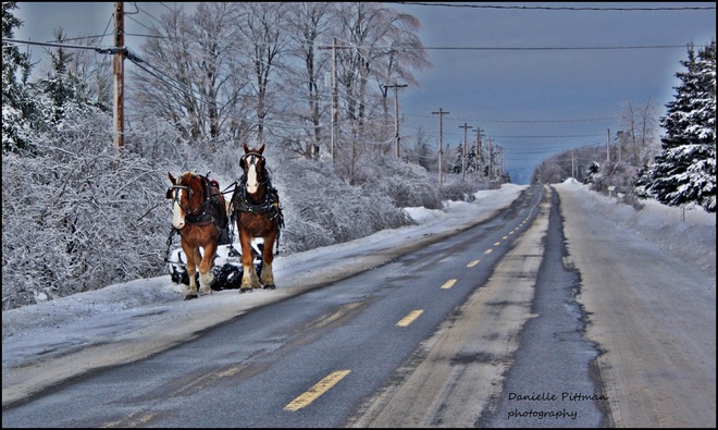 horses Coldbrook, Nova Scotia Canada