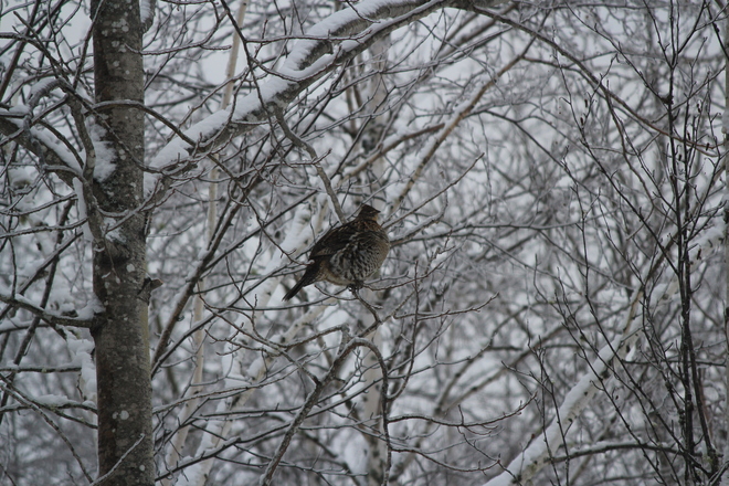 â€¦ and a Partridge in aâ€¦ not so Pear tree Burton, New Brunswick Canada