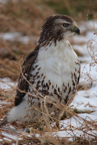 Red Tailed Hawk St. Catharines, Ontario Canada