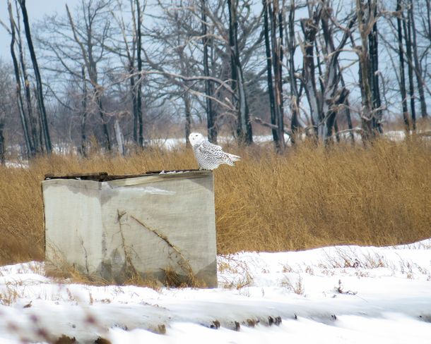 Presqu'ile Snowy Owl Brighton, Ontario Canada