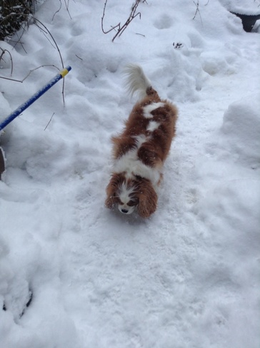 Snowy dog Toronto, Ontario Canada