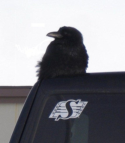 Wise Raven Fort Qu'Appelle, Saskatchewan Canada
