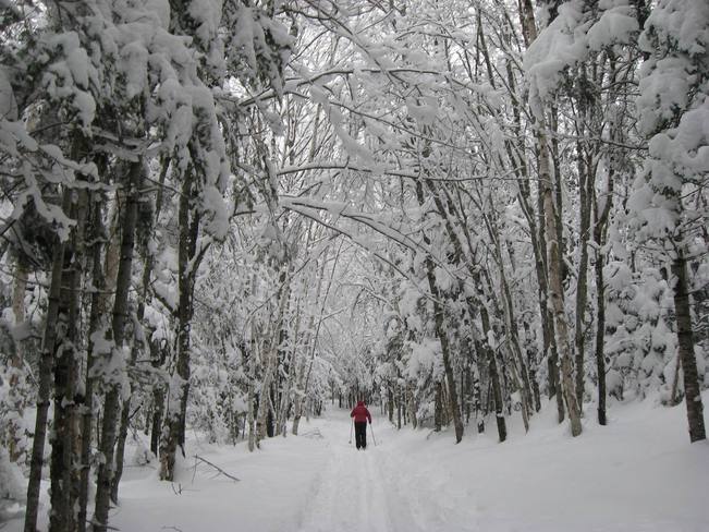 Woodlands in Winter Fredericton, New Brunswick Canada