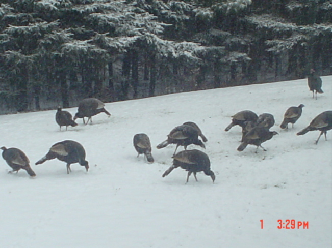 christie ridge turkeys McAdam, New Brunswick Canada