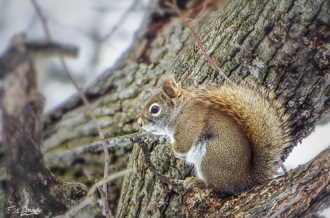 Squirrel enjoying yesterdays warm weather Smiths Falls, Ontario Canada