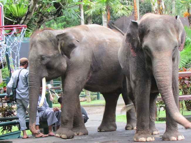 Asian elephants Balikpapan, Kalimantan Timur Indonesia
