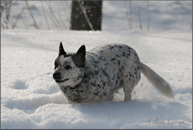 High-Speed Snow Pup Centreville, Nova Scotia Canada